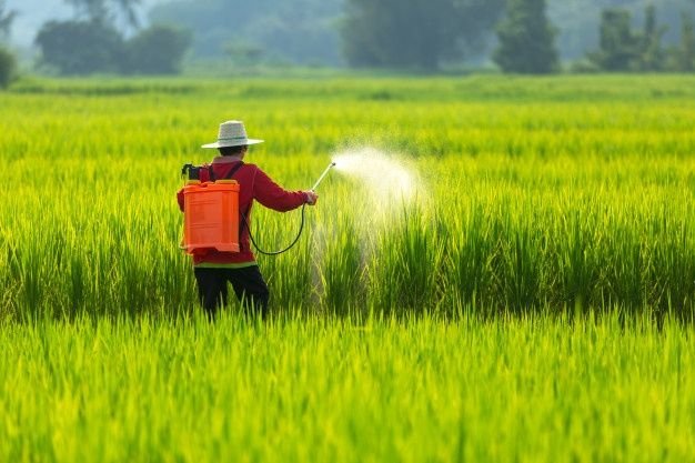Premium Photo _ Asian farmer peasantry spraying pesticides in rice fields